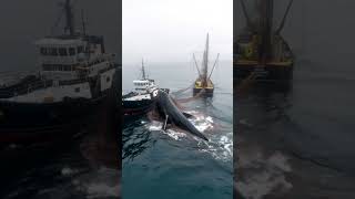 Giant Whale Captured by Fishing VesselWhaling OperationMarine EcologyWhale in Fishing Net [upl. by Anaej756]