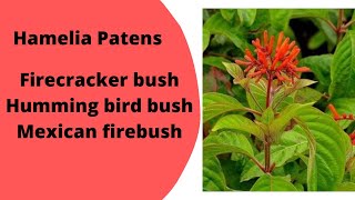 Hamelia patens Mexican firebush Hummingbird bush Firecracker shrub Orange red flowers attract bees [upl. by Neyuq]