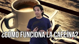 ¿Cómo funciona la cafeína [upl. by Oratnek]