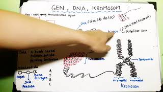 Gen DNA Kromosom  Materi Genetik [upl. by Shannah]