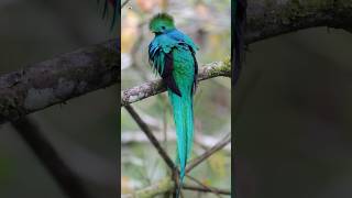 Resplendent Quetzal Bird Sounds ❤️ [upl. by Ativad]