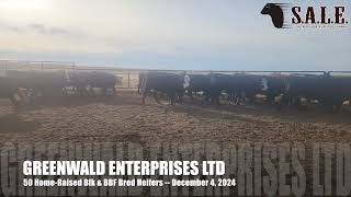 GREENWALD ENTERPRISES LTD  50 HomeRaised Black amp BBF Bred Heifers [upl. by Niemad24]