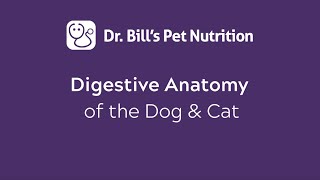 Digestive Anatomy of the Dog amp Cat  Dr Bills Pet Nutrition [upl. by Kristyn]