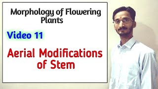 AERIAL MODIFICATIONS OF STEM  Full topic  Morphology of Flowering Plants  Hindi and English [upl. by Crandell]