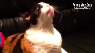 Cat on sofa doing funny noises  Funny Vine Cats 5 [upl. by Anohs349]