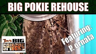 Large Poecilotheria Rehousing ft P ornata [upl. by Seka]