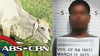 TV Patrol Bago husgahan ang suspek sa cow rape panoorin ito [upl. by Dodge305]