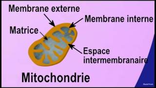 La respiration mitochondriale [upl. by Akenna]