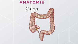 Anatomie du Colon [upl. by Aihsenod]