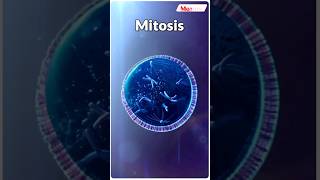 Mitosis Key Method of Eukaryotic Cell Reproduction neet2025 neet biology celldivision shorts [upl. by Pacorro]