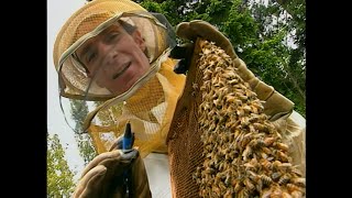 Bill Nye The Science Guy  S02E11  Insects  Best Quality  4K UPSCALED [upl. by Aneekas60]