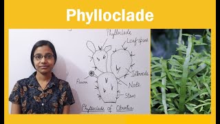 Phylloclade  Examples of Phylloclade [upl. by Thalia]