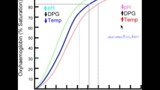 Rightshift of Oxygenhemoglobin dissociation curve [upl. by Stier16]