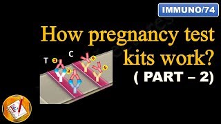 How pregnancy test kits work PART II FLImmuno74 [upl. by Eenej]