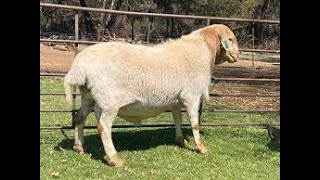 FarminginNamibia Bosvelder sheep [upl. by Georgy]