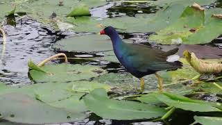 Purple Gallinule in the Everglades 202312 [upl. by Leschen]