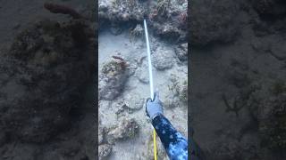 Nice easy large one in this sand hole🦞 Full video linked [upl. by Gautier792]