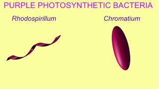 PHOTOAUTOTROPHS amp PHOTOHETEROTROPHS [upl. by Hammad]