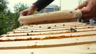 Imkern in der Stadt mit der BienenBox  zB auch an deinem Balkon [upl. by Lorac]