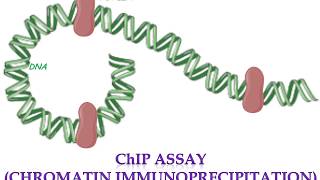 Chromatin Immunoprecipitation ChIP assay [upl. by Aisital996]