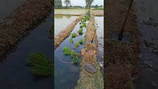 The process of transporting rice seedlings in artesian ditches [upl. by Roselani101]