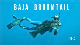 Spearfishing Baja  Broomtail Grouper amp Gulf Grouper  Finding new spots [upl. by Melvin]