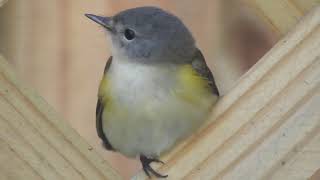 American Redstart Setophaga ruticilla Timucuan Ecological and Historical Preserve [upl. by Wahkuna635]