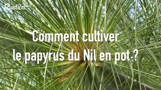 Comment cultiver le papyrus du Nil [upl. by Ecidna113]