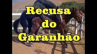 Recusa do Garanhão Turbante JO  Stallion with feeling  wwwhorsetvcombr [upl. by Maible]