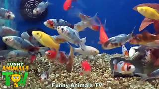 AQUÁRIO COM PEIXES COLORIDOS Aquarium with colorful fishes  Fun Animals Tv Kids [upl. by Stinky]