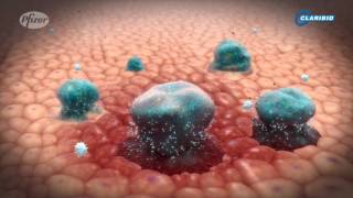 Drug Mechanism of Action Clarithromycin [upl. by Otilrac]