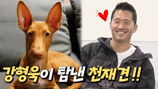 강형욱이 탐낸 천재견 신비의 견종 3개월 파라오 하운드와 저 세상 터그놀이  강형욱의 멍스쿨 [upl. by Etnecniv]