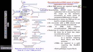 Recombinational repair of stalled replication fork [upl. by Ahsienahs]