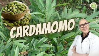 CARDAMOMO estimula o BAÇO trata problemas RESPIRATÓRIOS e elimina DORES utilizado na CULINÁRIA [upl. by Pyne589]