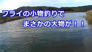 ソルトフライ 小物釣りでまさかの大物が！【宮崎のソルトフライ】 [upl. by Ylluz504]