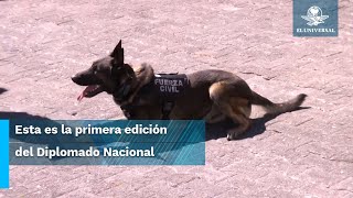 “Junior” agente canino de Tamaulipas asiste a Diplomado en Veracruz para especializarse [upl. by Cleary]