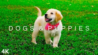 DOGS amp PUPPIES in 4K  2 Hours  Relaxing Ambient Music Strings Cute Pets [upl. by Bowden]