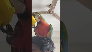 గారాబం తో నెత్తికెక్కిన బబుల్  Bubble is impossible parrot macawsworld birdfeeder [upl. by Arimihc955]