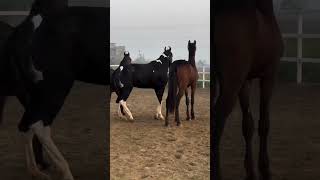 horse exercise lunching riding horses beautifulshorts viralvideo tranding subscribe ytshorts [upl. by Annek]