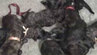 Bouvier Des Flandres Millie finally has her puppies [upl. by Asilehc455]