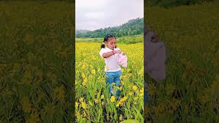 Yellow flower farm nature agencies reha shortvideos [upl. by Darline625]