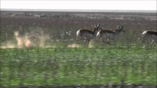 Pronghorn Antelopes Running at Full Speed [upl. by Nede]