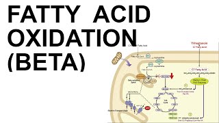 Fatty Acid Beta Oxidation [upl. by Prudy]