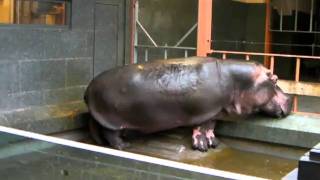 Hippo  Antwerp Zoo [upl. by Nnylaj]