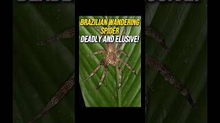 The Brazilian Wandering Spider Exploring the World’s Most Venomous Arachnid [upl. by Akinahc]