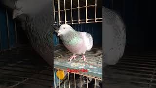 Maksi Racer Pigeon Pair [upl. by Farah]