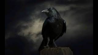 Raven therian meditationMeditation and shifting music with raven sounds [upl. by Elfrida674]