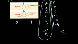 What are the Light and Heavy strands of DNA [upl. by Oludoet]