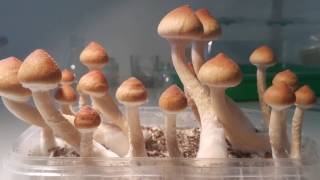 Psilocybe Cubensis by Psilo Lab Netherlands [upl. by Woll]