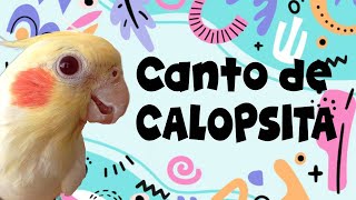 Canto de Calopsita  ASMR  Live Chat calopsitas calopsita [upl. by Wu]